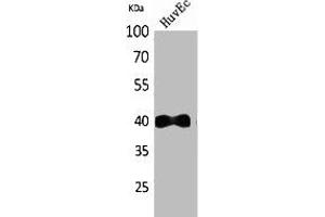 Western Blot analysis of HuvEc cells using IL-8Rβ Polyclonal Antibody. (CXCR2 Antikörper  (N-Term))
