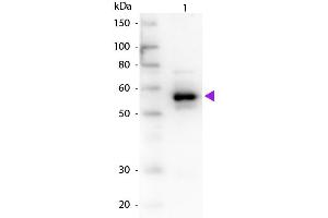 Western Blot of Goat anti-Alpha-1-Anti-Trypsin antibody. (Alpha1 -Trypsin Antikörper)