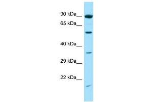 Western Blotting (WB) image for anti-Syntrophin, gamma 2 (SNTG2) (C-Term) antibody (ABIN2790447) (SNTG2 Antikörper  (C-Term))