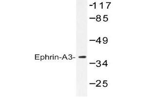 Western blot (WB) analysis of Ephrin-A3 antibody in extracts from HepG2 cells.