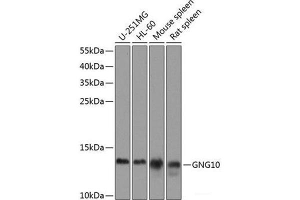 GNG10 Antikörper