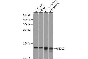 Western blot analysis of extracts of various cell lines using GNG10 Polyclonal Antibody at dilution of 1:1000. (GNG10 Antikörper)