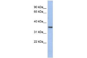 PEX7 antibody used at 1 ug/ml to detect target protein. (PEX7 Antikörper  (N-Term))