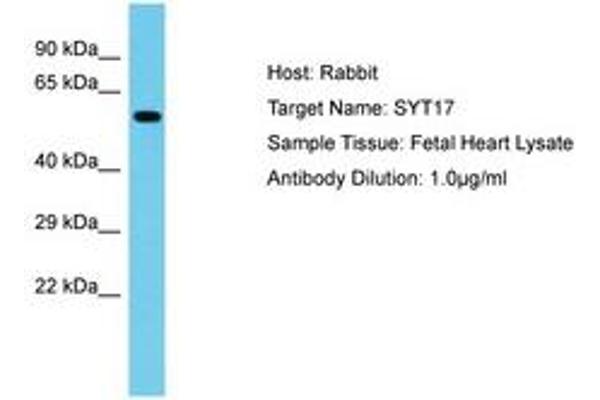 SYT17 Antikörper  (AA 234-283)