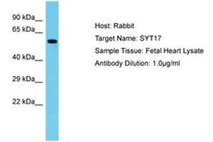 SYT17 antibody  (AA 234-283)