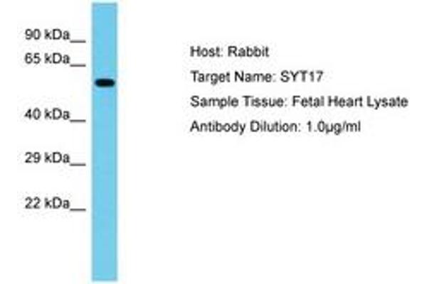 SYT17 anticorps  (AA 234-283)