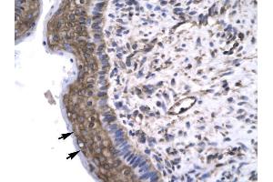 Human Spermatophore; Rabbit Anti-GTF2F2 Antibody. (GTF2F2 Antikörper  (Middle Region))
