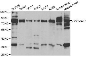 Western blot analysis of extracts of various cell lines, using ARHGEF7 antibody. (ARHGEF7 Antikörper)