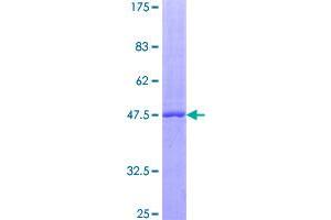 SDS-PAGE (SDS) image for Leukemia Inhibitory Factor (LIF) (AA 1-202) protein (GST tag) (ABIN1780694)
