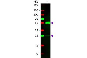 Western blot of Rhodamine conjugated Rabbit Fab Anti-Human IgG secondary antibody. (Kaninchen anti-Human IgG (Heavy & Light Chain) Antikörper (TRITC) - Preadsorbed)