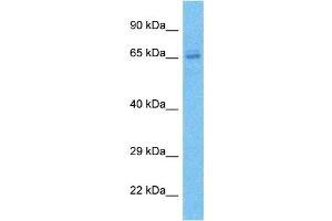 Host:  Rabbit  Target Name:  ZN273  Sample Type:  786-0 Whole Cell lysates  Antibody Dilution:  1. (ZNF273 Antikörper  (C-Term))