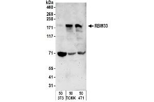 Western Blotting (WB) image for anti-RNA Binding Motif Protein 33 (RBM33) (AA 1-50) antibody (ABIN7450642) (RBM33 Antikörper  (AA 1-50))