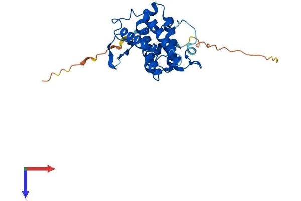 MOB2 Protein (AA 1-235) (His tag)