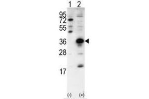 Image no. 1 for anti-SNAIL (SNAI1) (N-Term) antibody (ABIN357452) (SNAIL Antikörper  (N-Term))