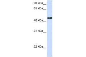 Western Blotting (WB) image for anti-Transcription Factor CP2-Like 1 (TFCP2L1) antibody (ABIN2460317) (TFCP2L1 Antikörper)