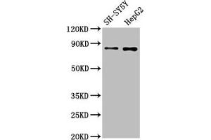 Western Blot Positive WB detected in: SH-SY5Y whole cell lysate, HepG2 whole cell lysate All lanes: GOLM1 antibody at 1. (Rekombinanter GOLM1 Antikörper)