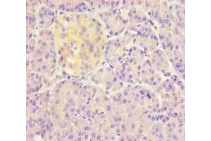 Immunohistochemistry of paraffin-embedded human pancreatic tissue using ABIN7149800 at dilution of 1:100 (DET1 Antikörper  (AA 5-190))