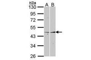 Image no. 1 for anti-Fibromodulin (FMOD) (AA 172-356) antibody (ABIN467454) (Fibromodulin Antikörper  (AA 172-356))