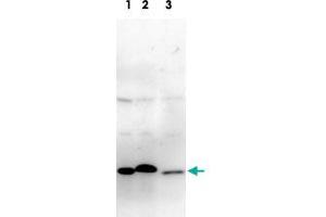 Detection of Glo1 protein by Western blotting with Glo1 monoclonal antibody, clone 6F10 . (GLO1 Antikörper)