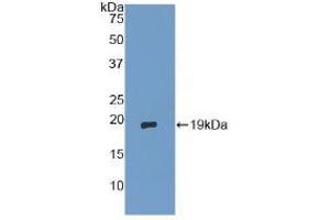 Western blot analysis of recombinant Human dSIP. (TSC22D3 Antikörper  (AA 1-134))