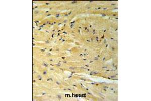 GNAT1 Antibody IHC analysis in formalin fixed and paraffin embedded moouse heart tissue followed by peroxidase conjugation of the secondary antibody and DAB staining. (GNAT1 Antikörper  (C-Term))
