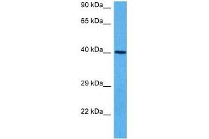 Host:  Mouse  Target Name:  GNAS  Sample Tissue:  Mouse Heart  Antibody Dilution:  1ug/ml (GNAS Antikörper  (N-Term))