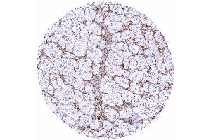 Adrenal gland STING staining of endothelial cells and of macrophages STING immunohistochemistry (STING1 (AA 190-290) Antikörper)