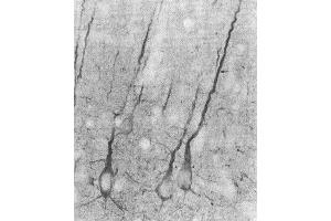 Immunohistochemistry analysis using Mouse Anti-PSD95 Monoclonal Antibody, Clone 7E3 . (DLG4 Antikörper  (Atto 390))