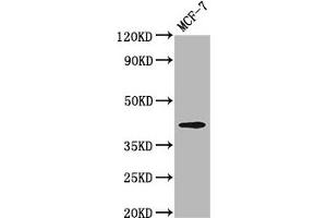 Western Blot Positive WB detected in: MCF-7 whole cell lysate All lanes: OPN1MW antibody at 3. (OPN1MW Antikörper  (AA 1-52))