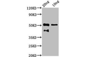 Western Blot Positive WB detected in Recombinant protein All lanes: tp63 antibody at 7. (p63 Antikörper  (AA 41-153))