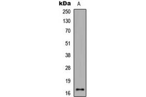 Western blot analysis of Histone H3 (AcK27) expression in HeLa TSA-treated (A) whole cell lysates. (Histone 3 Antikörper  (H3K27ac))