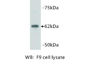 Image no. 1 for anti-PiggyBac Transposable Element Derived 5 (PGBD5) antibody (ABIN1112824) (PGBD5 Antikörper)