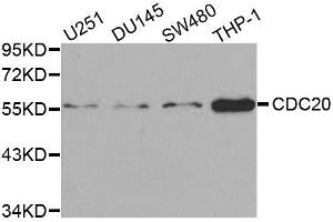 Western blot analysis of extracts of various cell lines, using CDC20 antibody. (CDC20 Antikörper  (AA 1-270))
