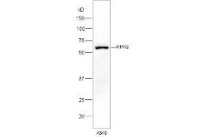 Lane 1:A549 lysates probed with Rabbit Anti-RIPK3 Polyclonal Antibody, Unconjugated (ABIN700675) at 1:300 overnight at 4 °C. (RIPK3 Antikörper)
