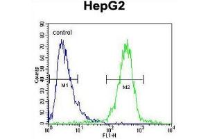 IGF2BP2 Antibody (C-term) flow cytometric analysis of HepG2 cells (right histogram) compared to a negative control cell (left histogram).