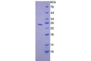 SDS-PAGE analysis of Mouse Elastase 1, Pancreatic Protein. (CELA1 Protein)