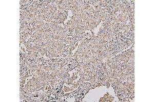 IHC analysis of COX IV using anti-COX IV antibody (ABIN7602090). (COX IV Antikörper  (AA 59-169))