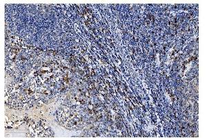 IHC analysis of SLAM/CD150/SLAMF1 using anti-SLAM/CD150/SLAMF1 antibody (ABIN7601376).