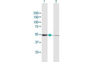 Western Blot analysis of IRF3 expression in transfected 293T cell line by IRF3 MaxPab polyclonal antibody. (IRF3 Antikörper  (AA 1-427))