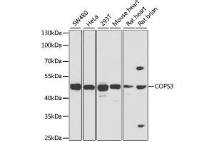 Western blot analysis of extracts of various cell lines, using COPS3 antibody. (COPS3 Antikörper)
