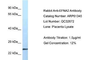 Western Blotting (WB) image for anti-Ephrin A2 (EFNA2) (Middle Region) antibody (ABIN2788773) (Ephrin A2 Antikörper  (Middle Region))