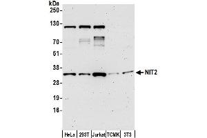 anti-Nitrilase Family, Member 2 (NIT2) (AA 226-276) antibody