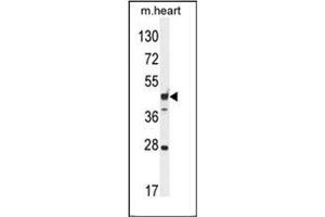 Western blot analysis of RILPL1 Antibody (C-term) in Mouse heart tissue lysates (35ug/lane). (RILPL1 Antikörper  (C-Term))