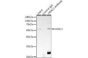 Immunoprecipitation (IP) image for anti-Histone Deacetylase 2 (HDAC2) antibody (ABIN7267708)