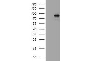 Western Blotting (WB) image for anti-Actin Filament Associated Protein 1 (AFAP1) (AA 100-386) antibody (ABIN2715790) (AFAP Antikörper  (AA 100-386))