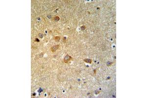 GTSE1 Antibody (C-term) (ABIN653838 and ABIN2843102) IHC analysis in formalin fixed and paraffin embedded brain tissue followed by peroxidase conjugation of the secondary antibody and DAB staining. (GTSE1 Antikörper  (C-Term))
