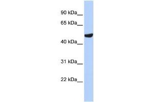 Western Blotting (WB) image for anti-Septin 11 (SEPT11) antibody (ABIN2459986)