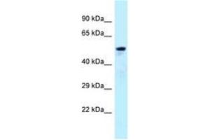 Image no. 1 for anti-ADP-Ribosylation Factor GTPase Activating Protein 3 (ARFGAP3) (AA 377-426) antibody (ABIN6747942)