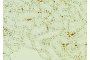 ABIN6277668 at 1/100 staining Mouse kidney tissue by IHC-P. (PLTP Antikörper  (Internal Region))