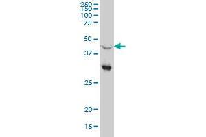 Western Blotting (WB) image for anti-Nuclear Receptor Subfamily 0, Group B, Member 1 (NR0B1) (AA 361-470) antibody (ABIN513189)